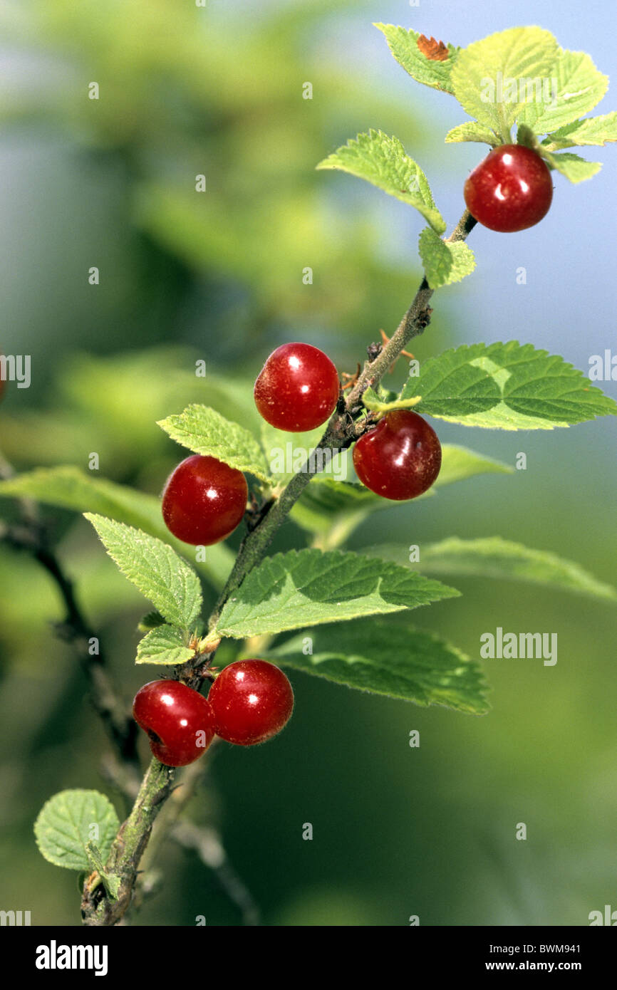 Nanking-Kirsche (Prunus Tomentosa), Zweig mit Früchten Stockfotografie -  Alamy