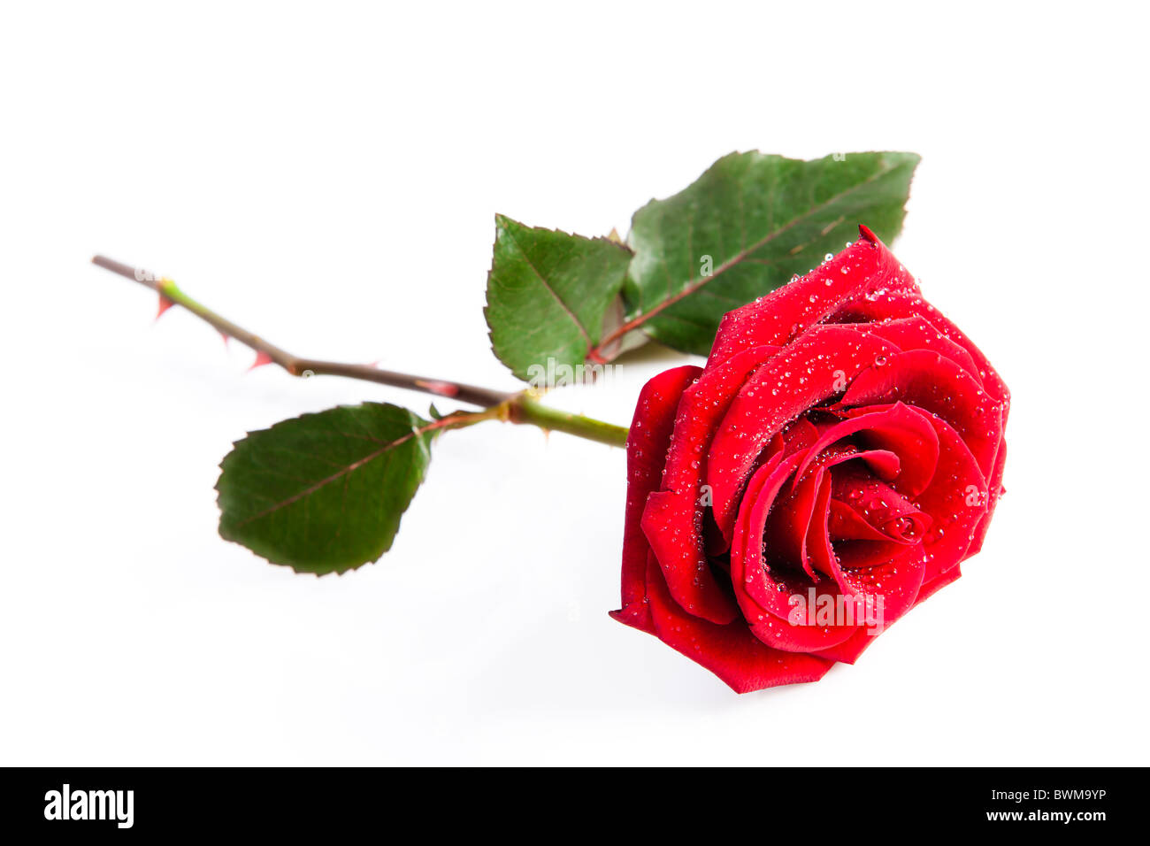 Einzelne rote Rose auf weißem Hintergrund Stockfoto