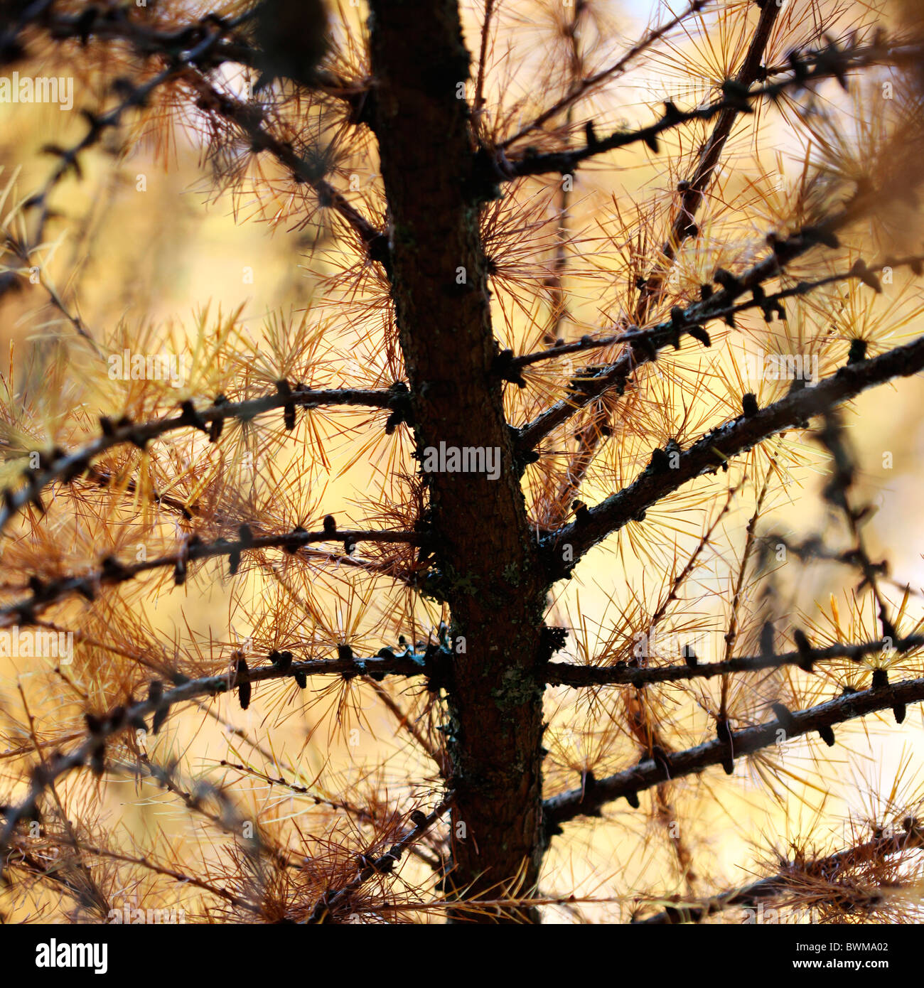 Europäische Lärche Baum im Herbst - Fine Art Fotografie Jane Ann Butler Fotografie JABP929 Stockfoto