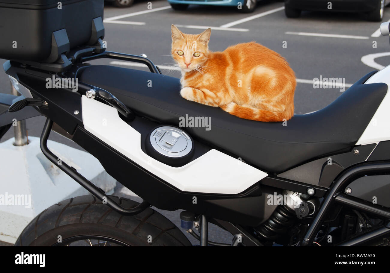 Katze Auf Motorrad Bilder