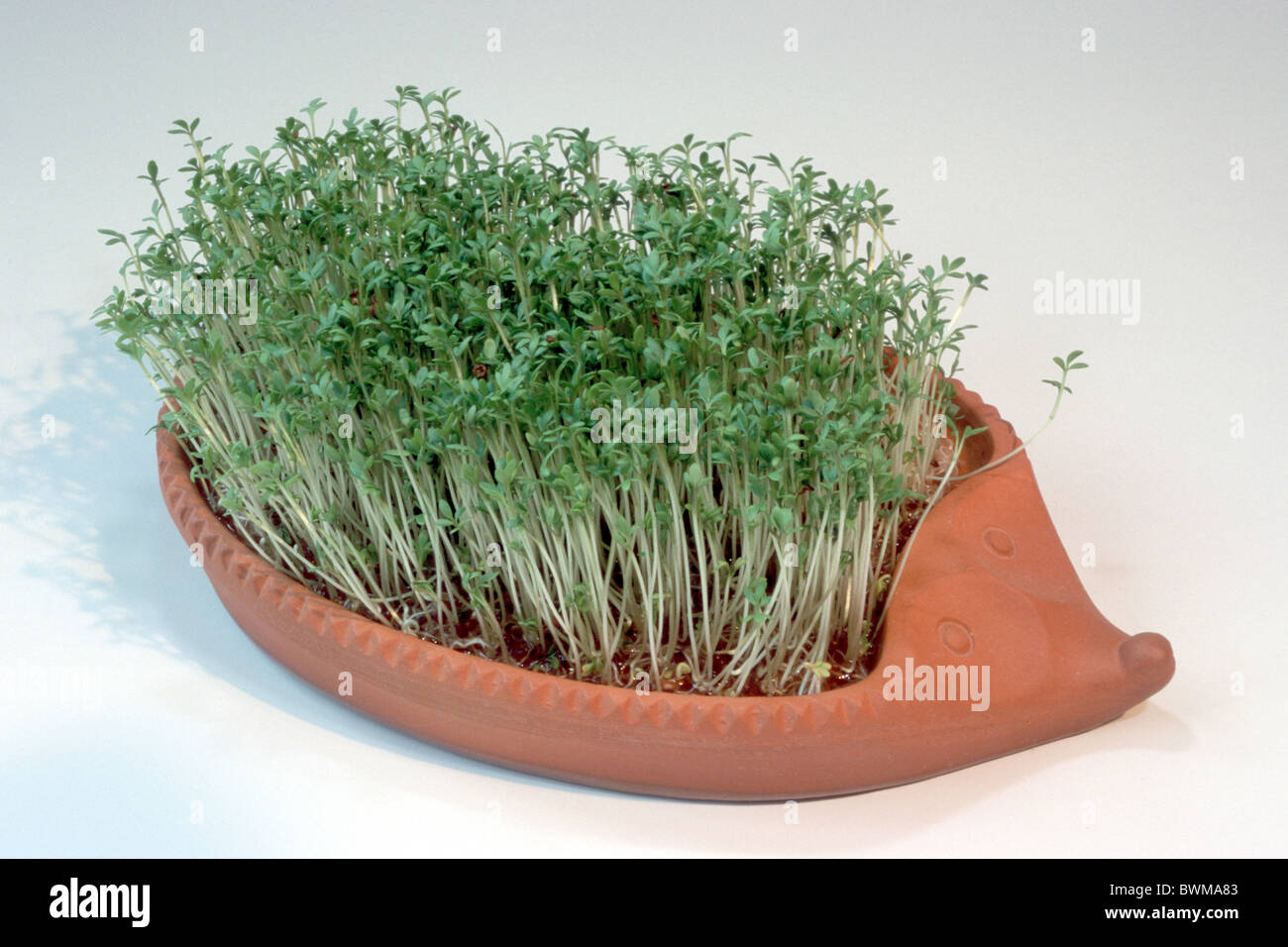 Gartenkresse, Feldkresse (Lepidium Sativum), in einem Igel keimenden Schüssel, Studio Bild geformt. Stockfoto