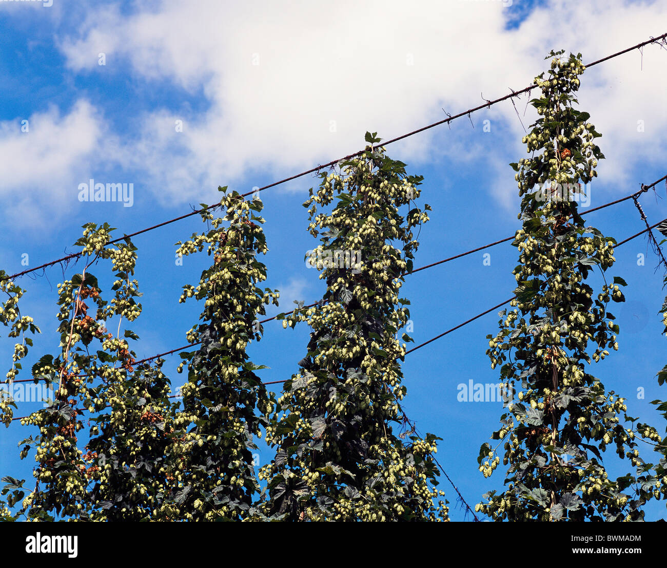 echte Hop Plantage Anbau Nebengebäude Landwirtschaft Pflanzen klettern Unterstützung Gerüstbau Himmel Stockfoto