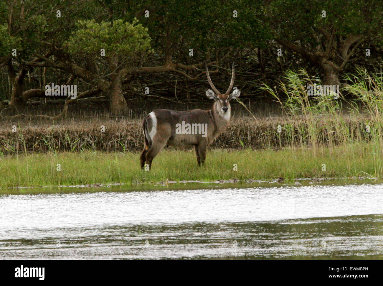 Gemeinsamen Wasserbock, Kobus Ellipsiprymnus, Horntiere. St Lucia Wetlands Park, KwaZulu Natal, Südafrika. Stockfoto