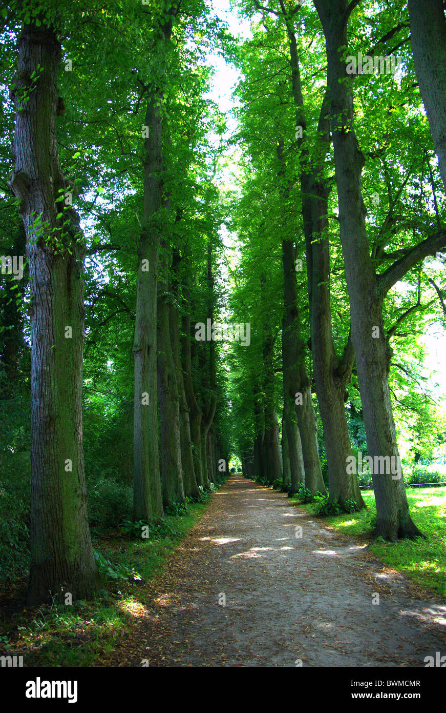 Deutschland Europa Avenue Schleswig-Holstein Eutin Allee Bäume Weg grünen Naturkulisse Stockfoto