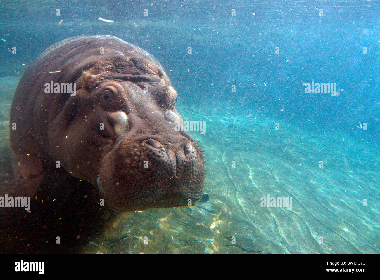 Nilpferd Hippopotamus Amphibius Unterwasser Wasser tauchen schwimmen Stockfoto