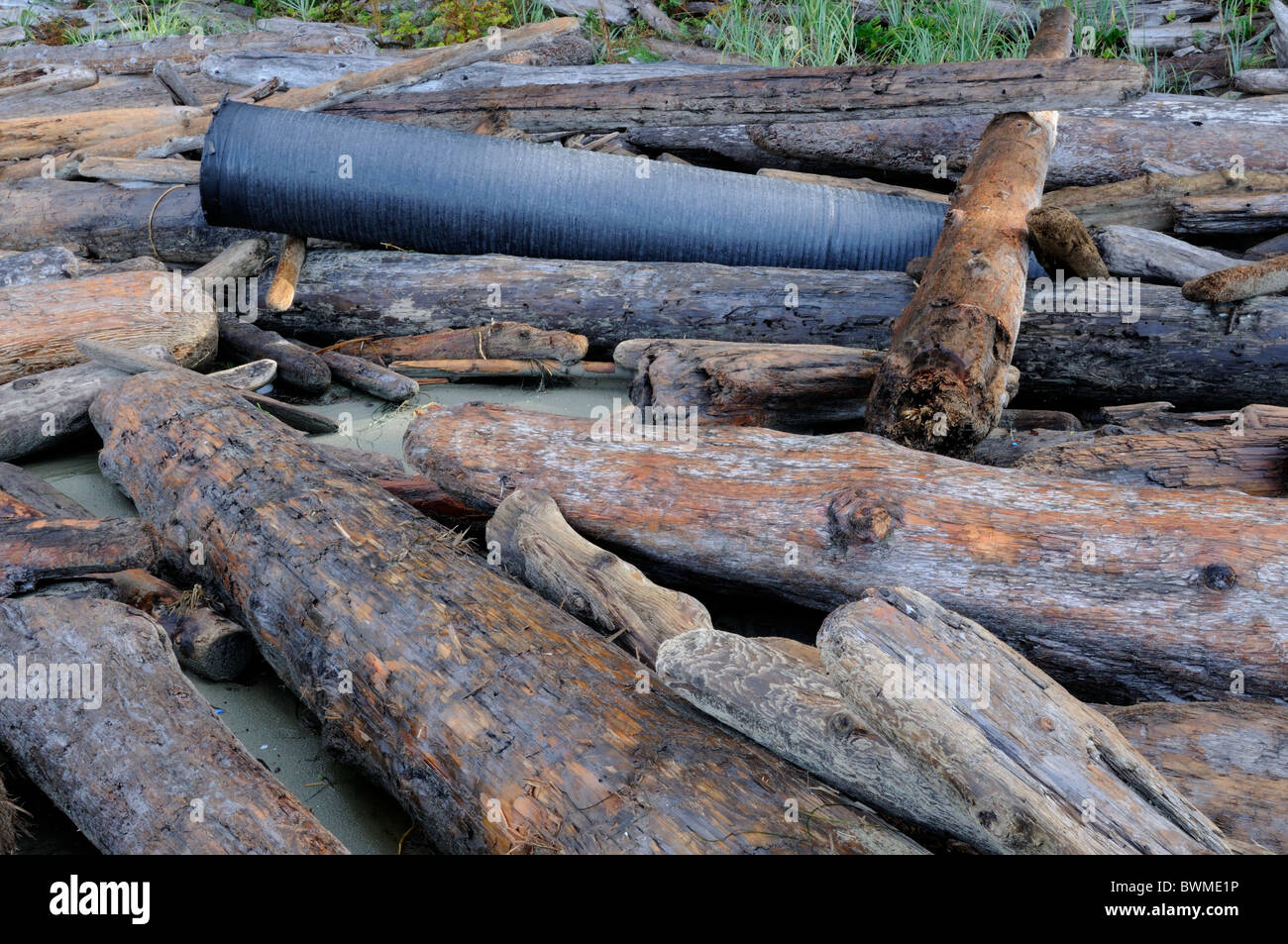 Schwarzer Kunststoff Rohr unter Treibholz auf einer pazifischen Strand. Wickaninnish Beach Vancouver Island, British Columbia, Kanada Stockfoto