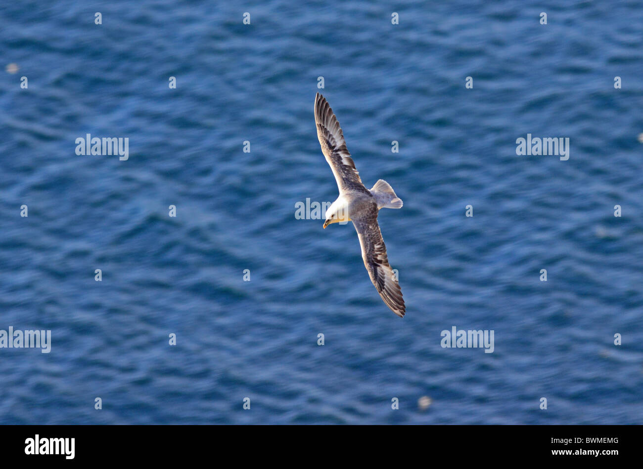 UK Großbritannien Sea Bird Fulmar gleiten unter Felsen Stockfoto