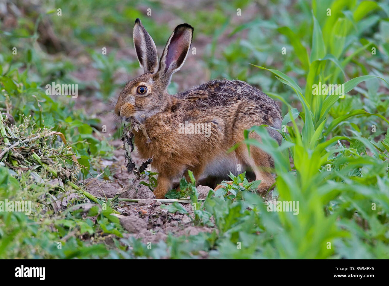 Hase Hase Stockfoto, Bild: 33027518 - Alamy