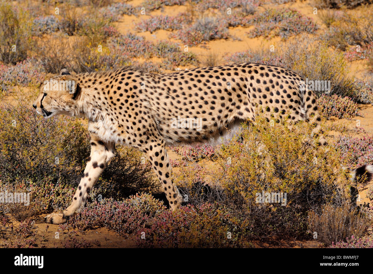 Ein Gepard gehen heimlich in den Büschen. Südafrika. Stockfoto