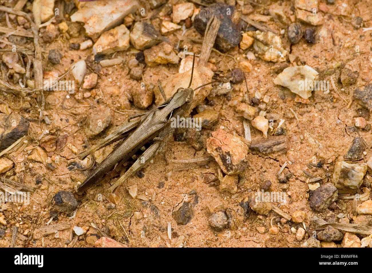 Grashopper Stockfoto