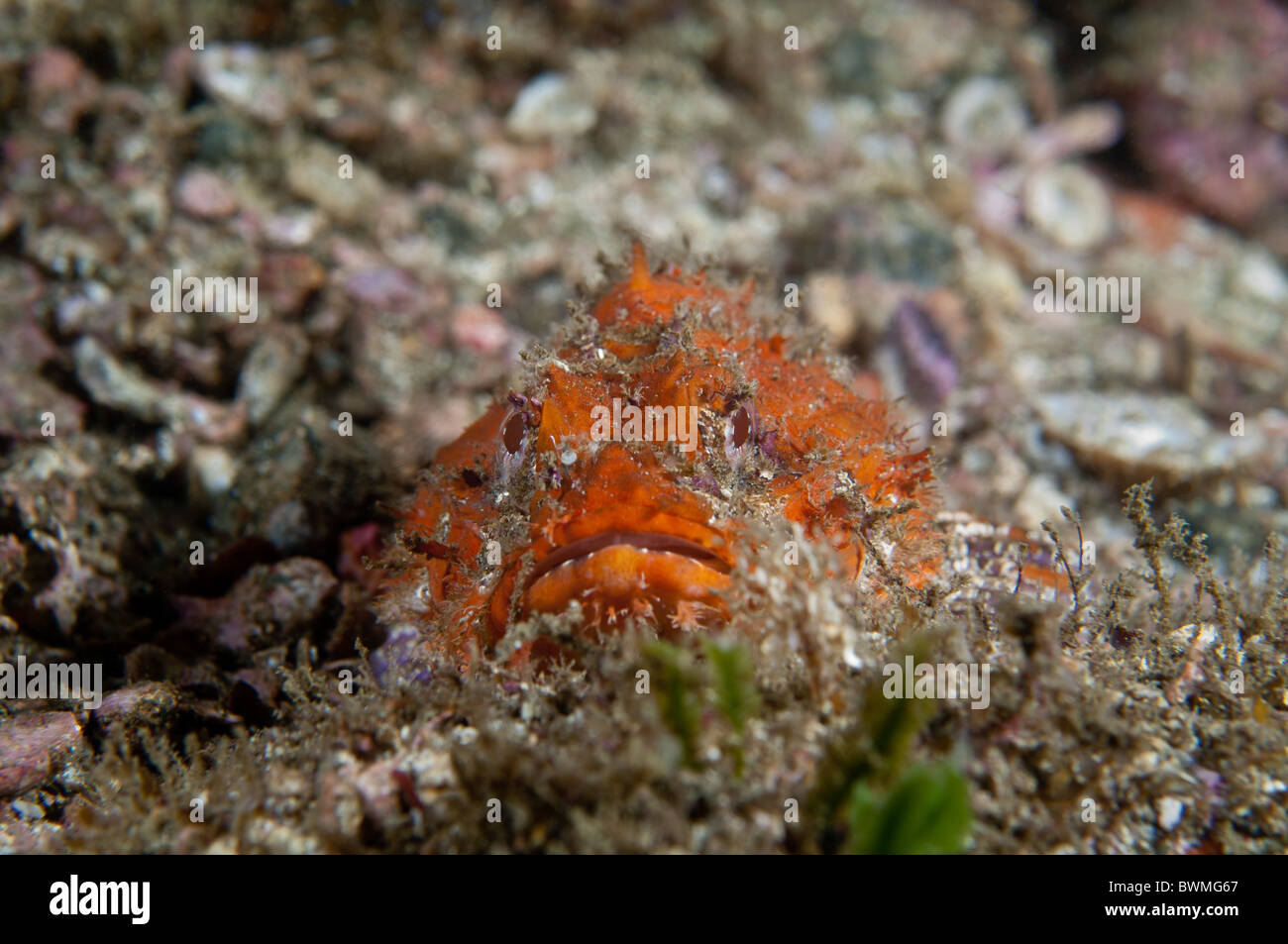 Nahaufnahme von einem giftige Drachenköpfe. Stockfoto