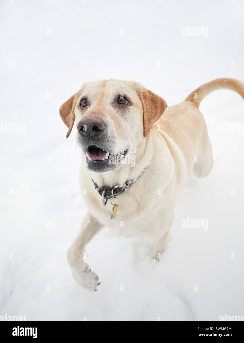 Gelben Labrador Retriever spielen im Schnee Stockfoto
