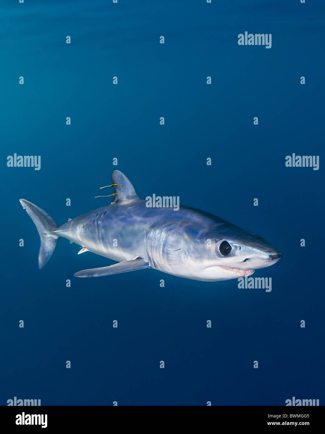 Shortfin Mako Shark, Isurus Oxyrinchus, mit parasitischen Copepoden, sehr aggressiv und der schnellste Schwimmer von allen Haiarten, S Stockfoto