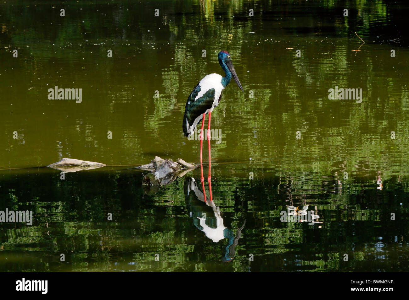 Schwarz-necked Storch, Nahrung Asiaticus, weiblich. Stockfoto