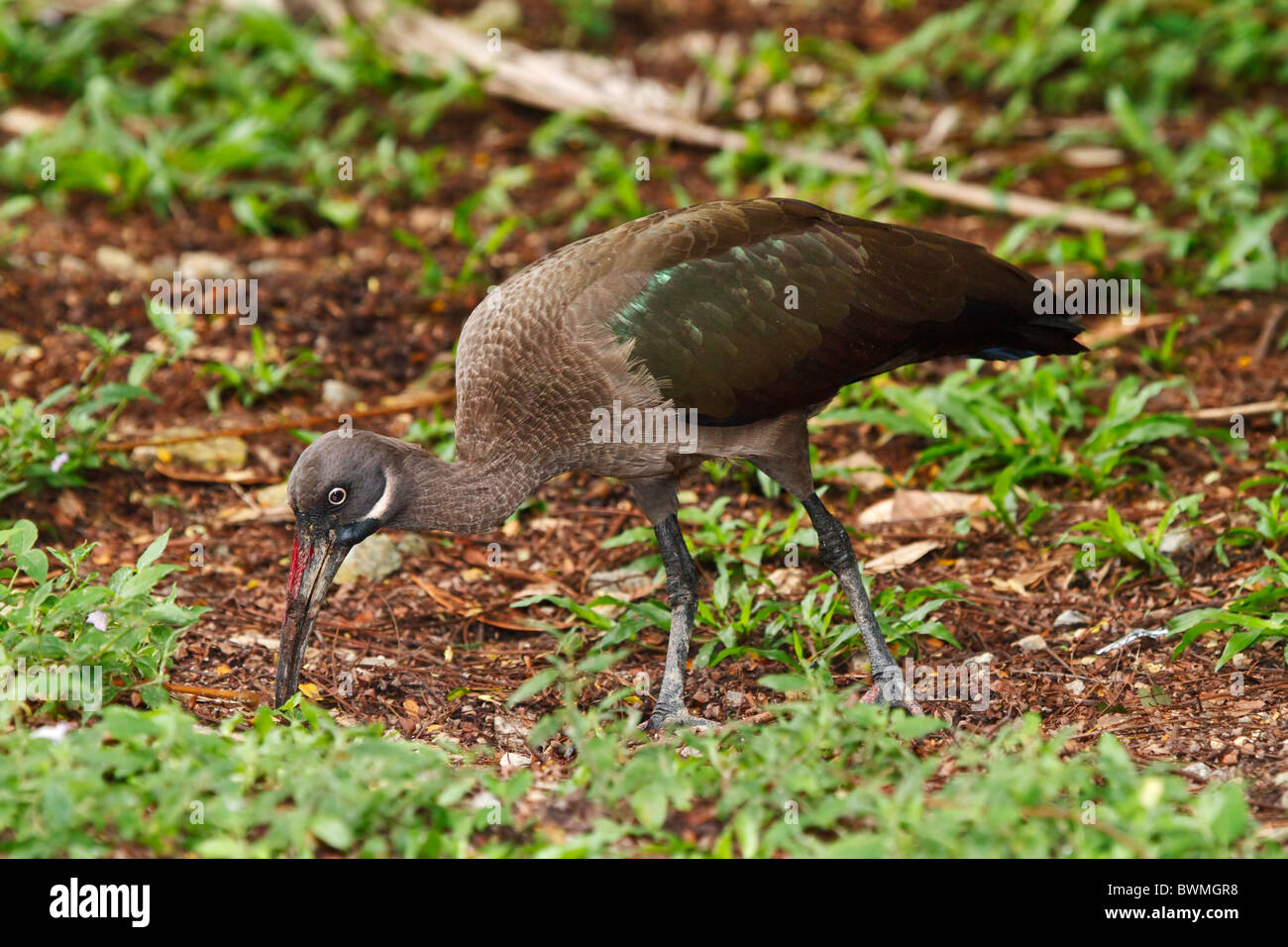 Hadada Ibis, Hadeda Ibis Bostrychia Hagedash. Großer Vogel aus dem subsaharischen Afrika. Ernährt sich von Regenwürmern, große Insekten & Eidechsen. Stockfoto