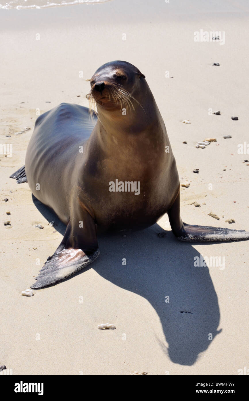 Galapagos-Seelöwen am Strand Stockfoto