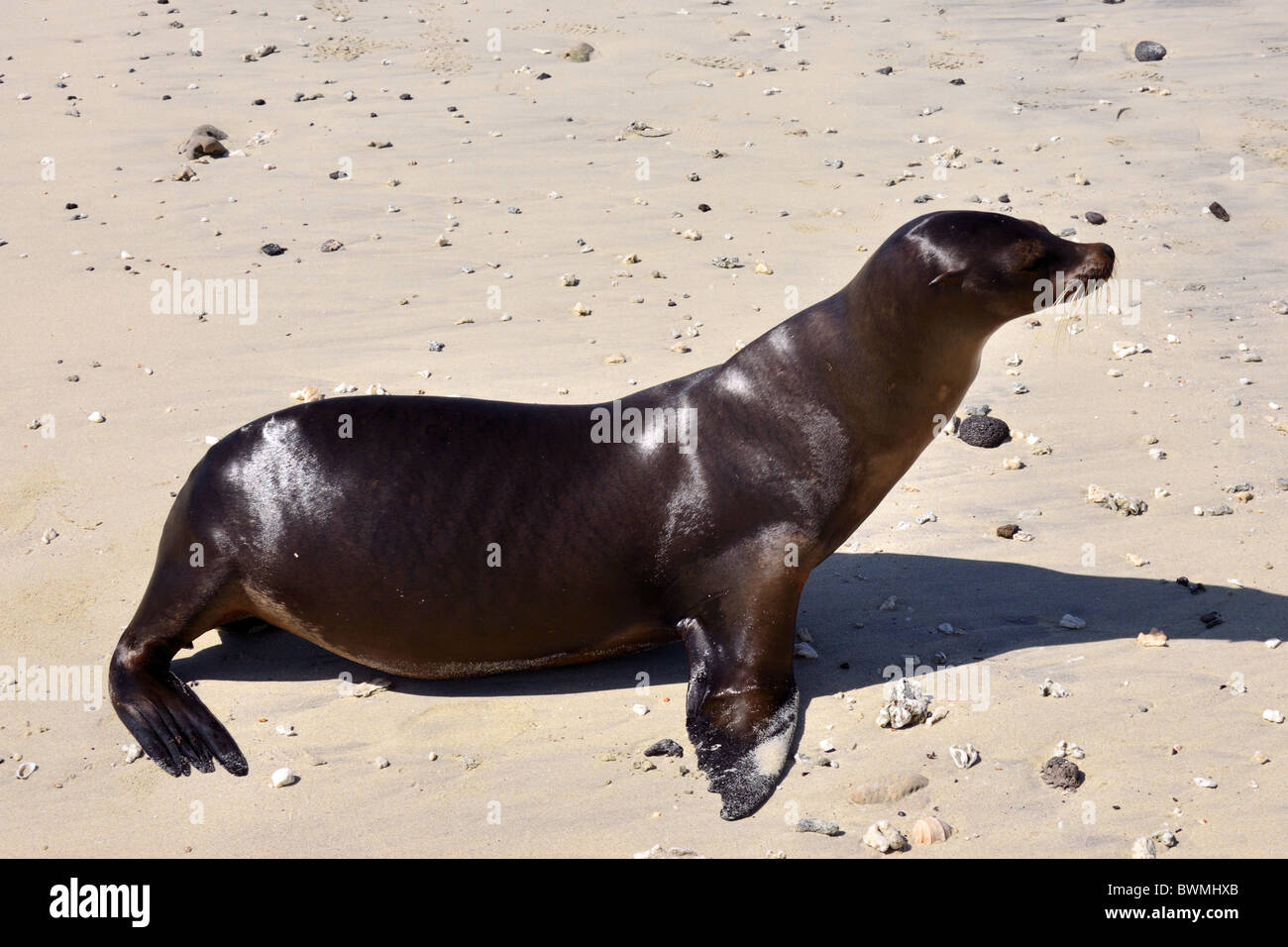 Galapagos-Seelöwen am Strand Stockfoto