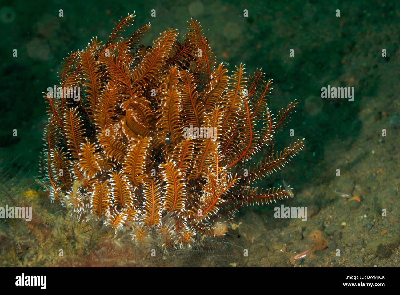 Variable buschigen Feather Star Comanthina Schlegelii, Tulamben, Bali, Indonesien, Indo-Pazifischer Ozean Stockfoto