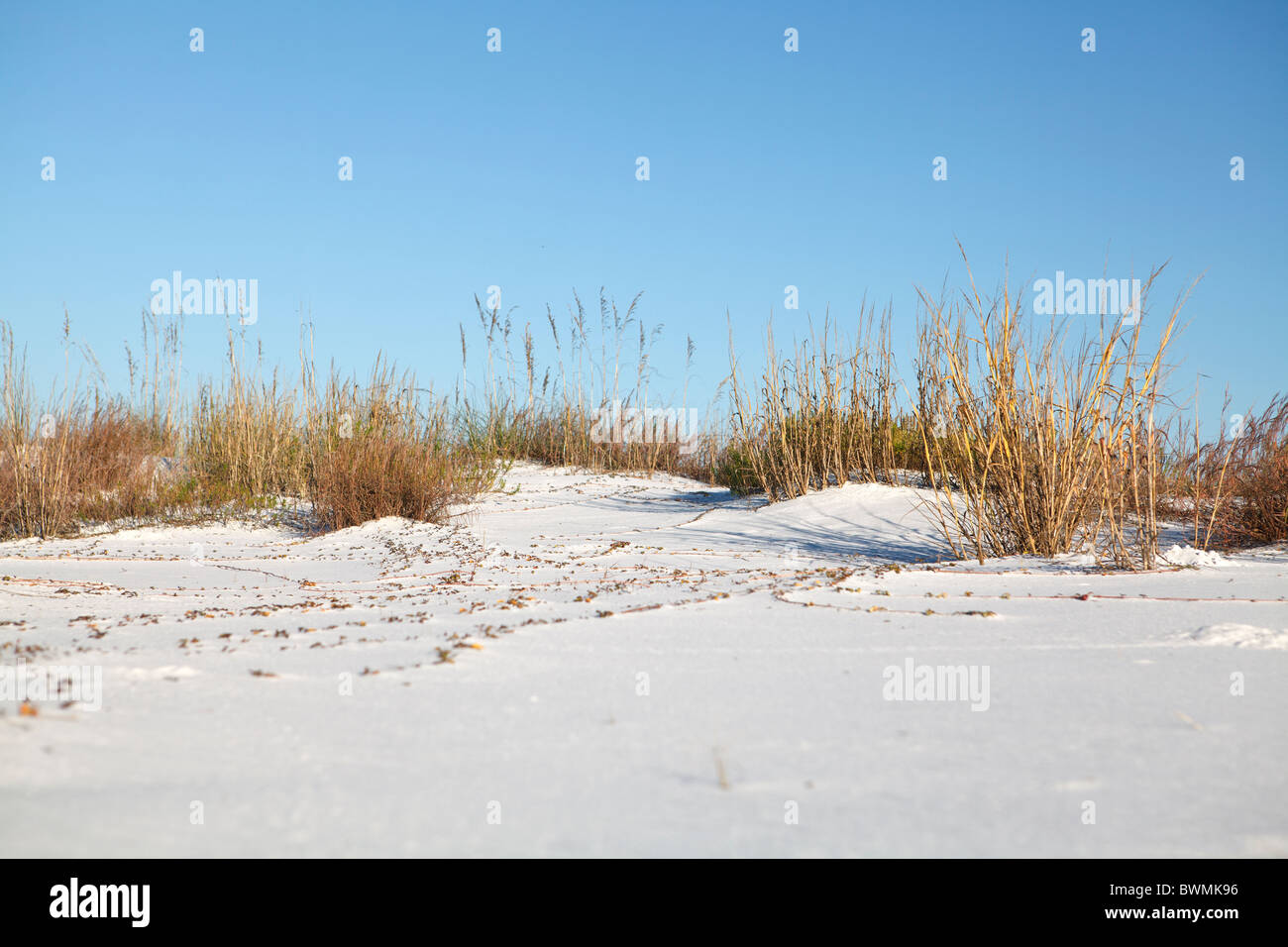 Naturlandschaft an Floridas Golfküste. Stockfoto
