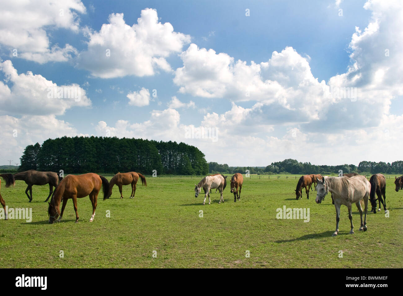 Berühmte Gestüt der arabischen Pferde in Janow Podlaski August 2010 Stockfoto
