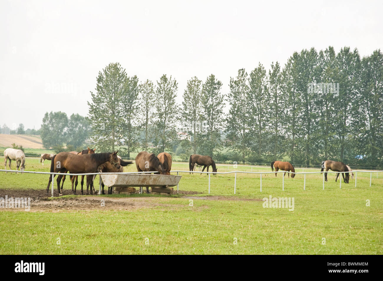 Berühmte Gestüt der arabischen Pferde in Janow Podlaski August 2010 Stockfoto