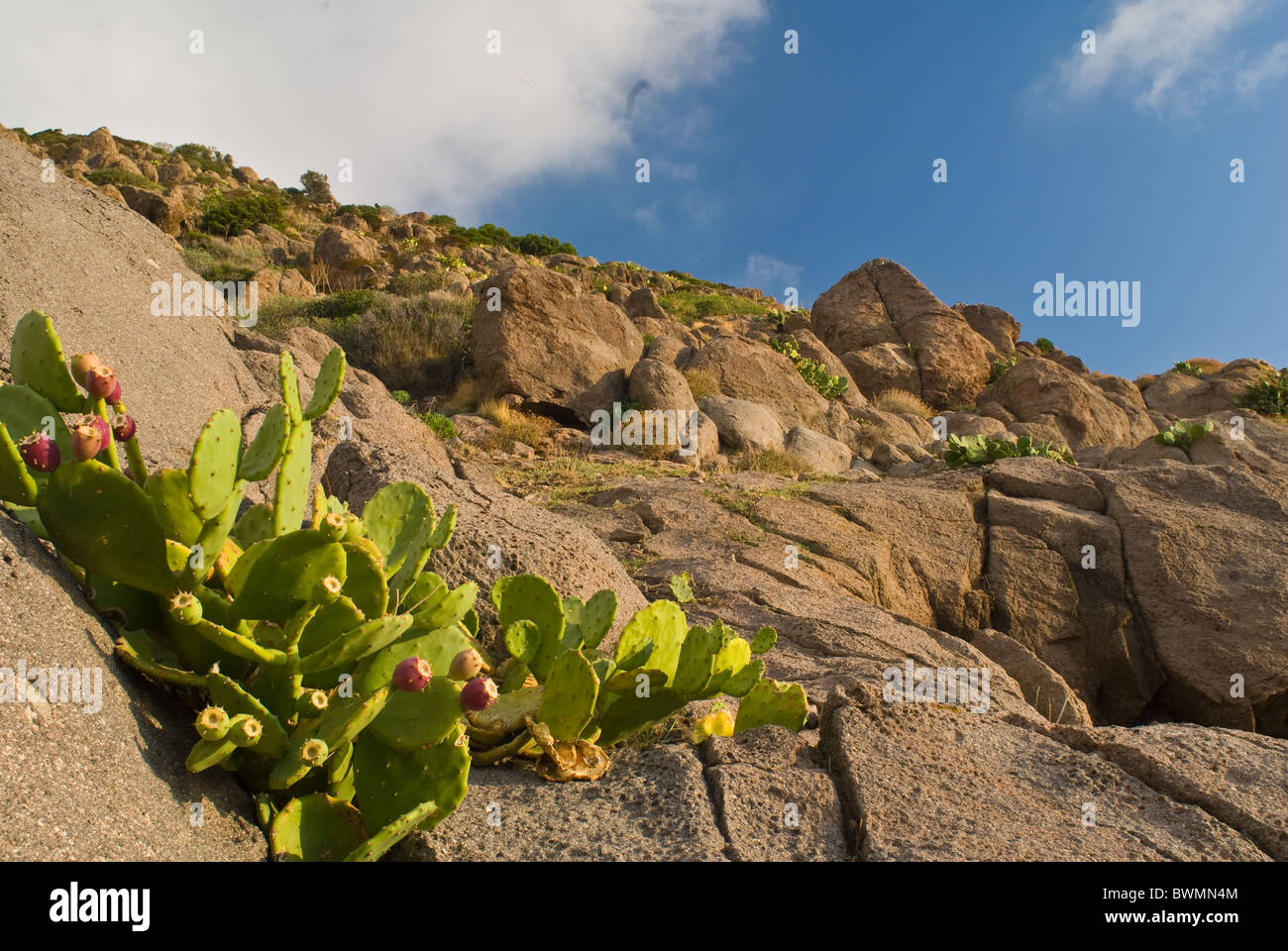 Opuntia Ficus-Indica (indische Feigen Opuntia oder Barbary Fig) ist eine Art von Kaktus Cactaceae Stockfoto