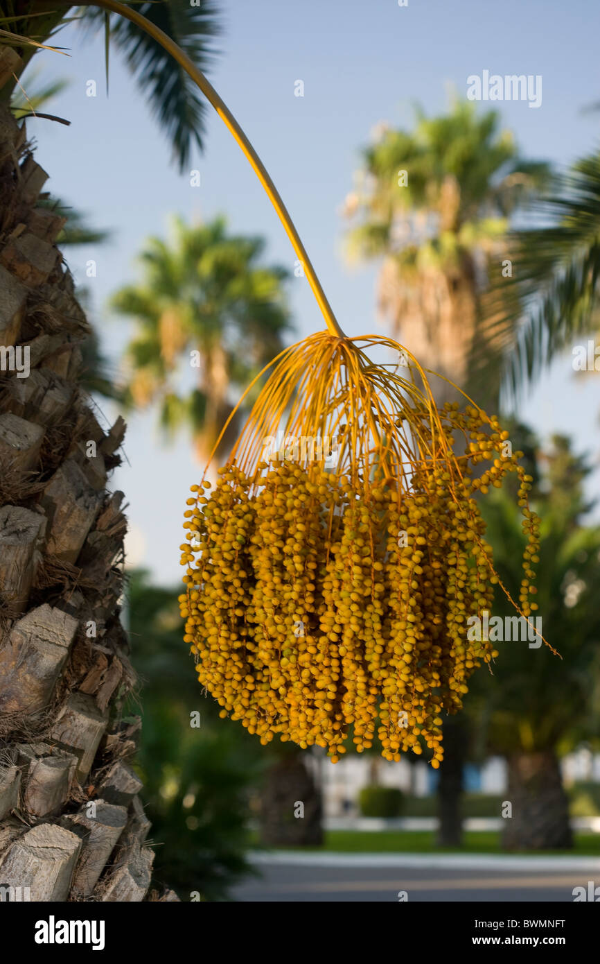 Palm-Baum-Früchte Stockfoto