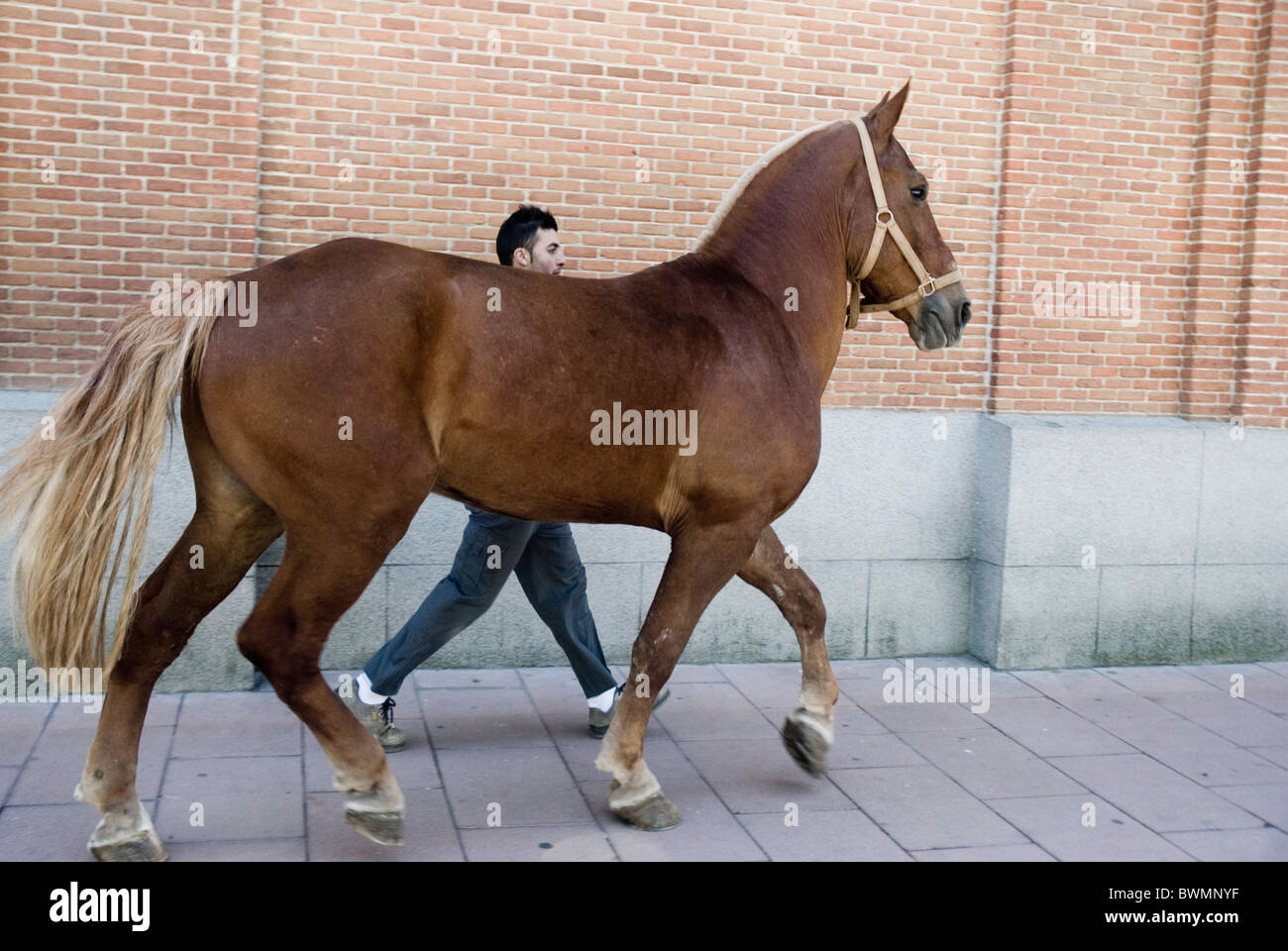 Stierkampf in der Stierkampfarena Las Ventas. Madrid. Spanien, Pferd. Stockfoto