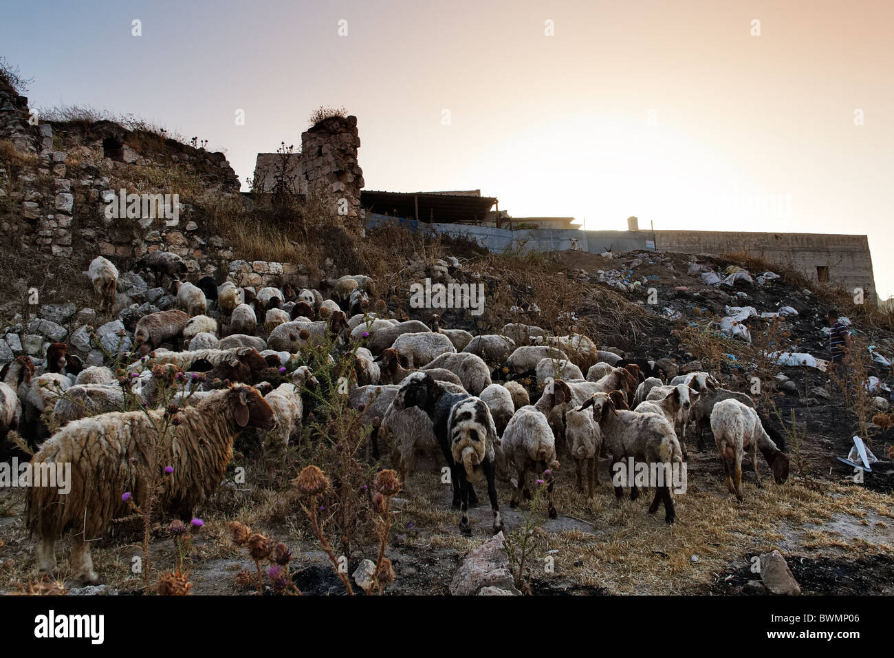 Palästinensische Autonomiebehörde Ramallah Bereich christlichen Dorf Taybeh Stockfoto