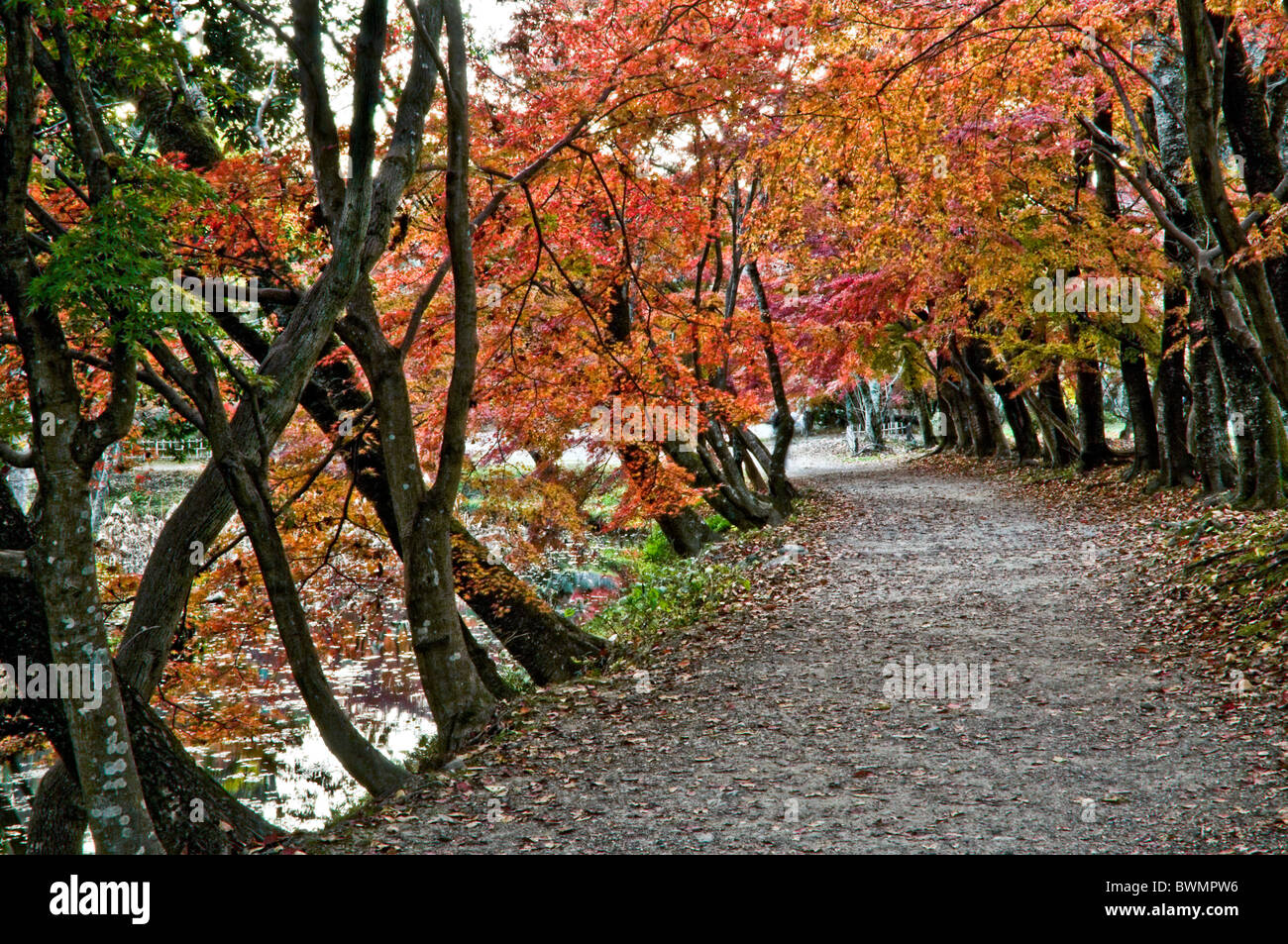 Japan, Kyoto, Arashiayama, Daikaku-Ji-Tempel, Ahornbäume Stockfoto