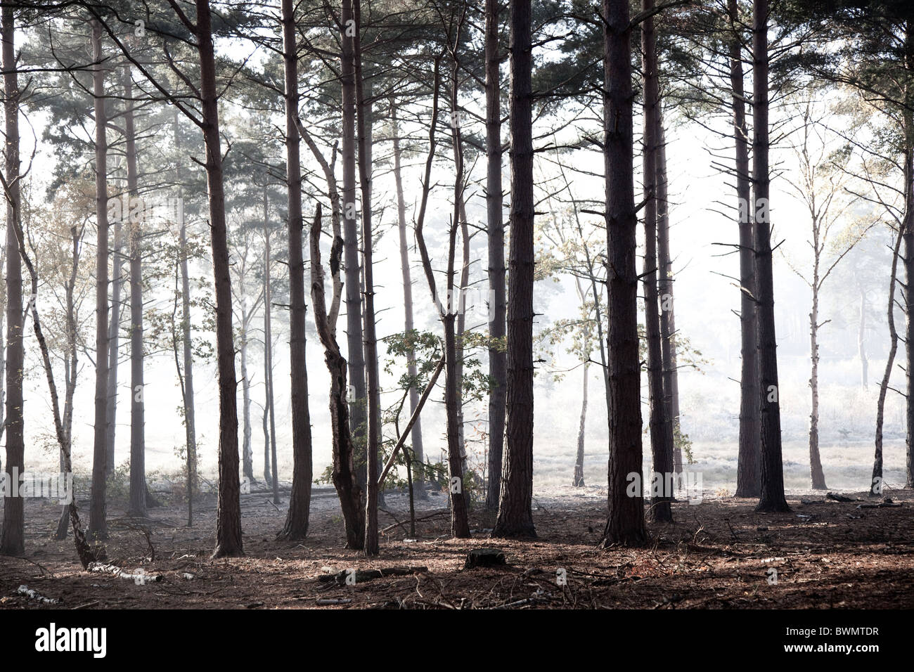 Bäume im Nebel Clearing als Sonnenschein durchbricht Stockfoto