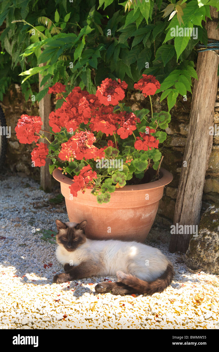 Siamesische schlafen vom Topf mit roten Geranien Pelargonien Stockfoto