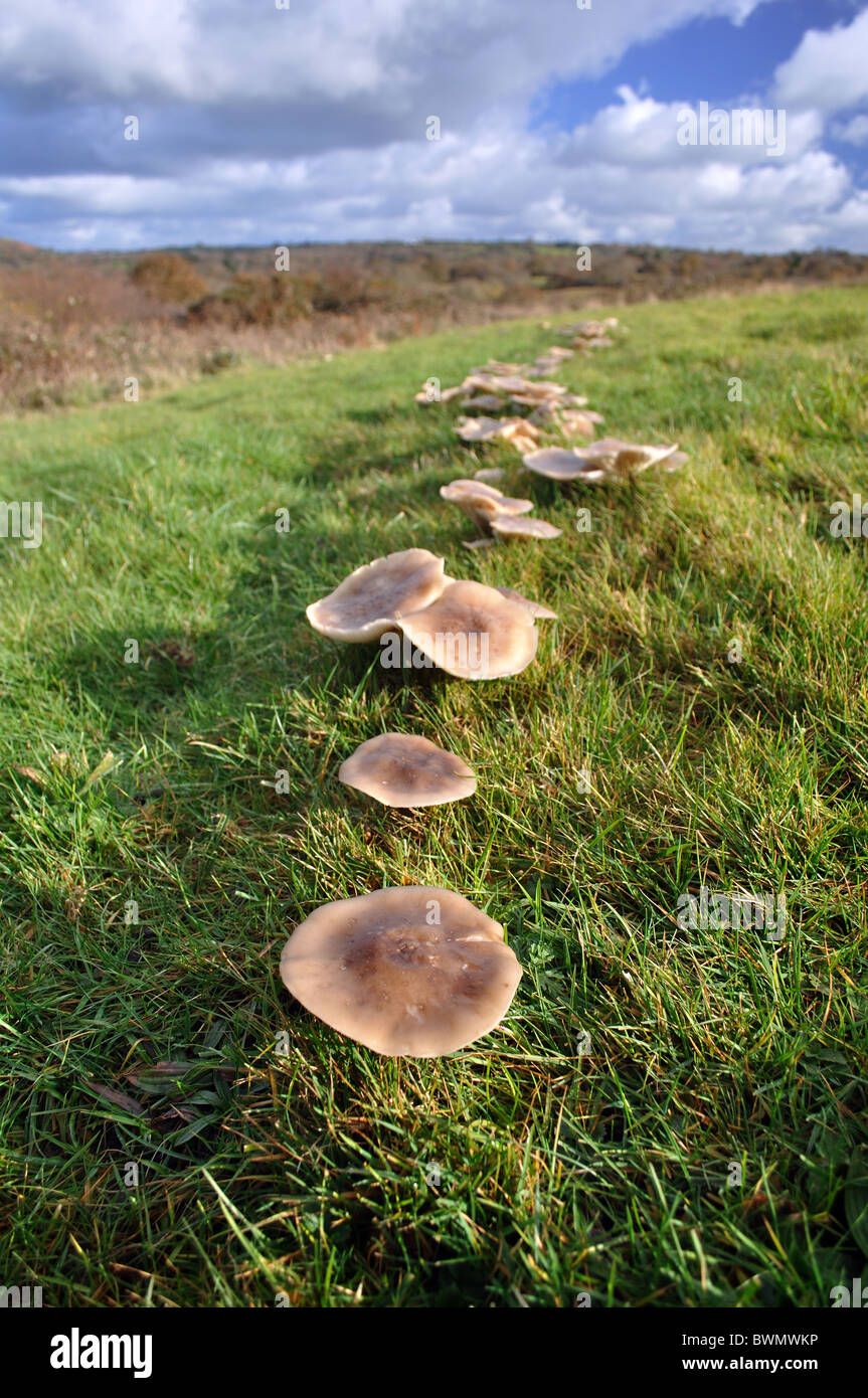 Pilze Pilz, Clitocybe Geotropa, Fairy Ring im Feld bilden. Stockfoto