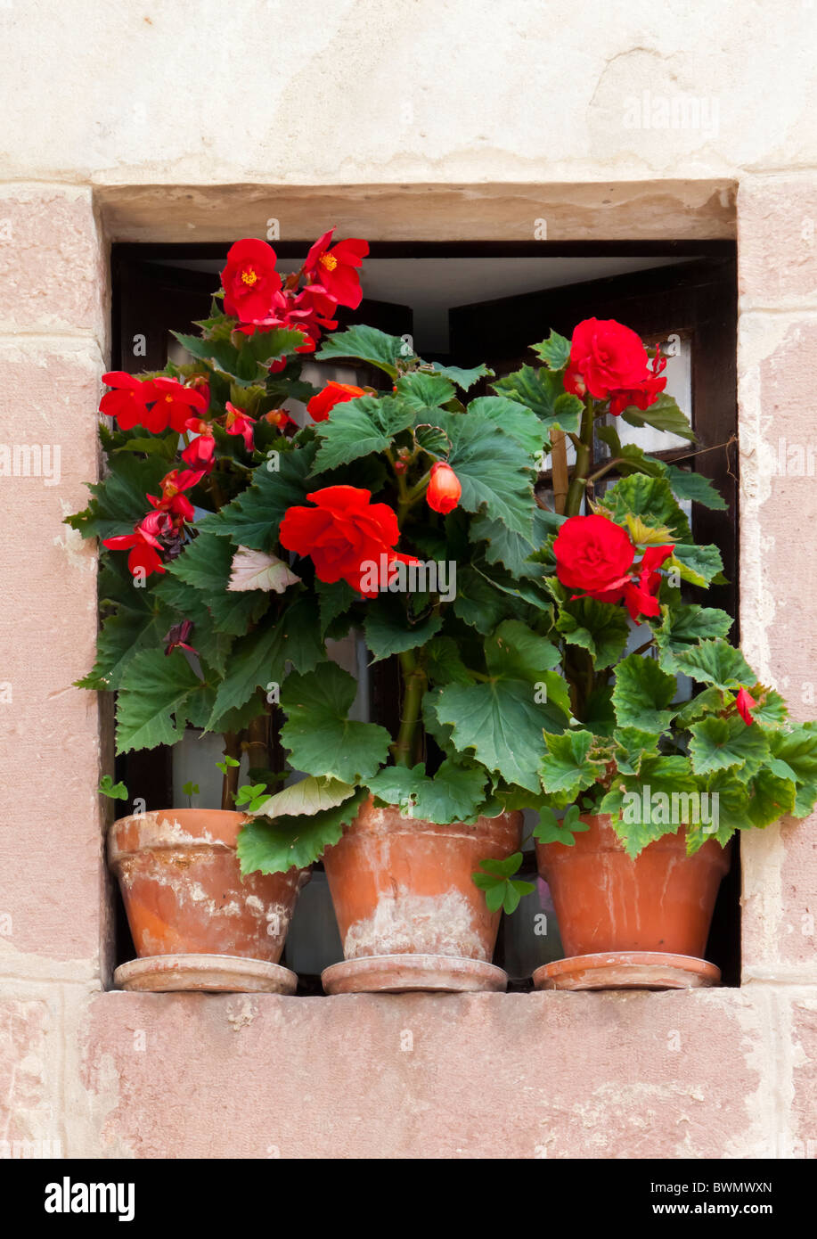Drei rote Geranien Pflanzen in Töpfen auf der Fensterbank