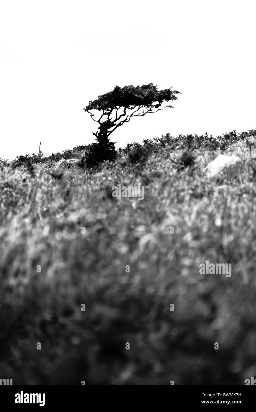 Alten Weißdorn Baum zeigt die Auswirkungen der starken Winde in den alten Eisenzeit Dorf Bodrifty, Cornwall Stockfoto