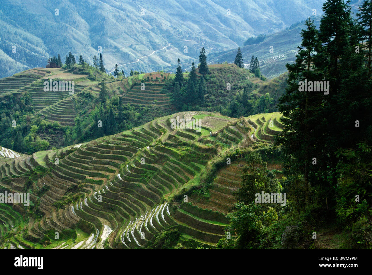 Reisterrassen von Longsheng, Guangxi, China Stockfoto