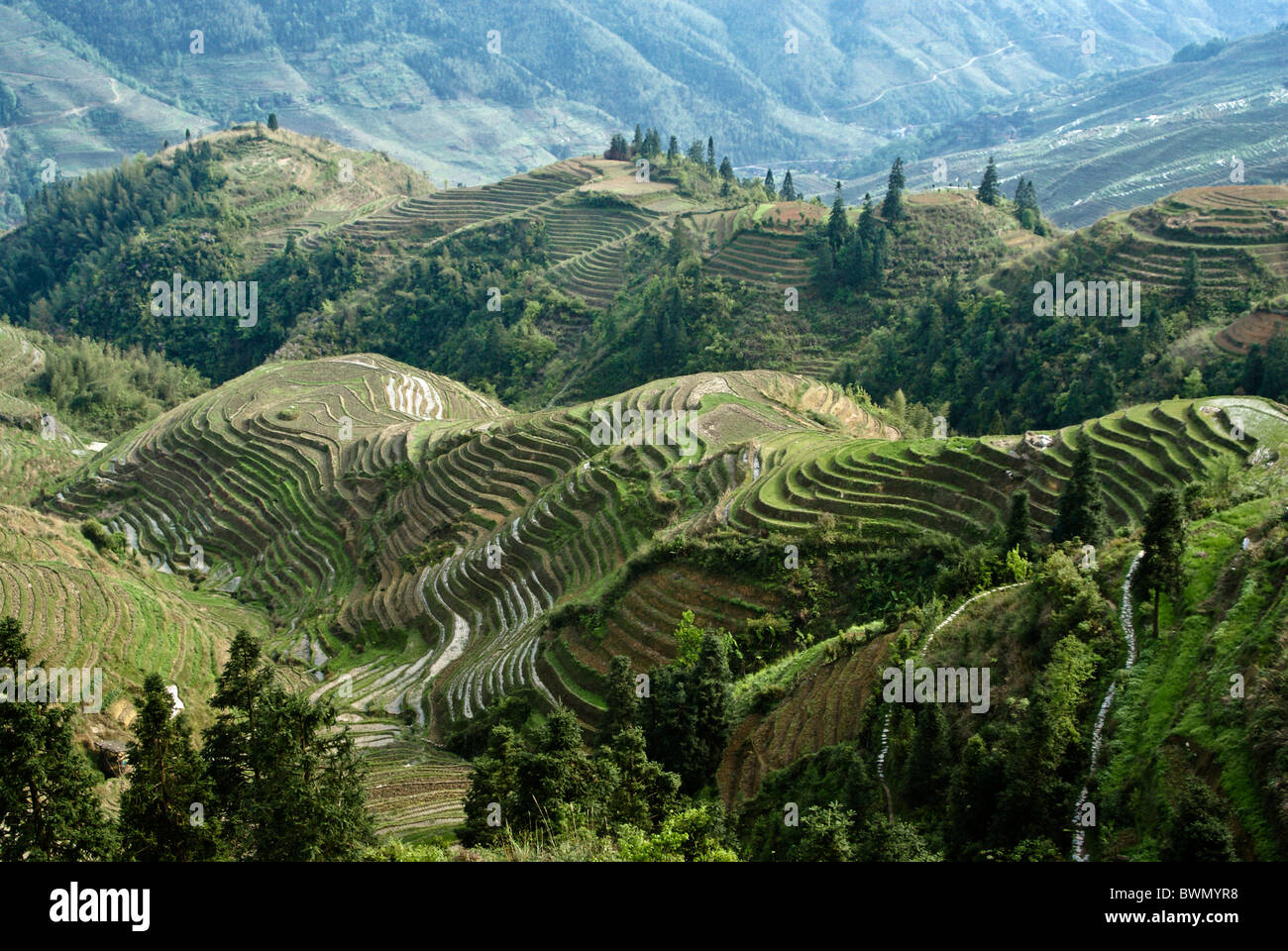 Reisterrassen von Longsheng, Guangxi, China Stockfoto