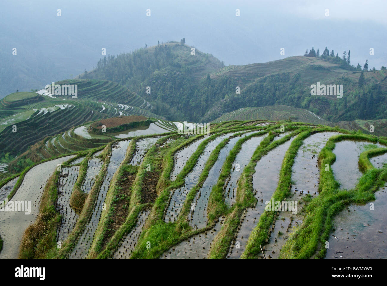 Reisterrassen von Longsheng, Guangxi, China Stockfoto