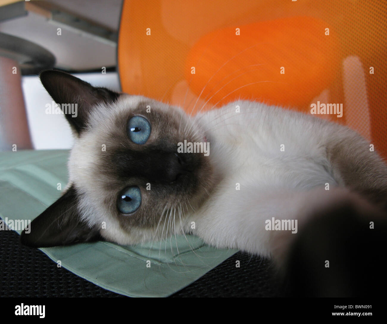 verspielte junge Katze im Büro Stockfoto