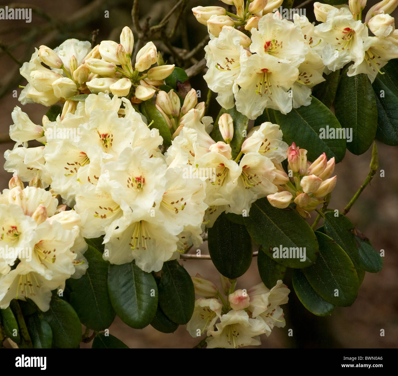 Rhododendron 'Unique' Stockfoto