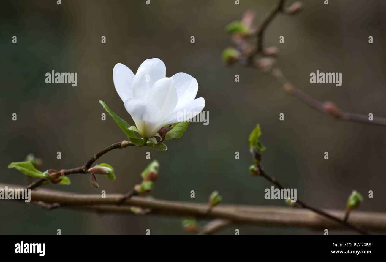 Magnolia X loebneri 'Merrill' Stockfoto