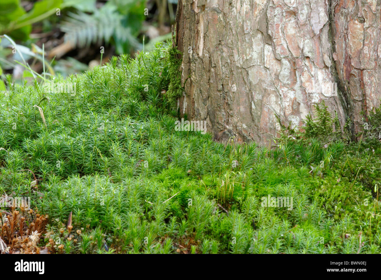 Gemeinsamen Haircap Moos (Polytrichum Commune) am Fuße des Baumes Stockfoto
