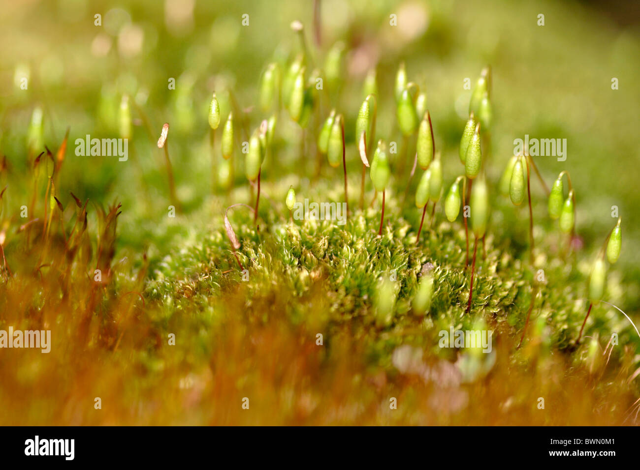 Größere verfilzten Thread Moos (Bryum Capillare) mit Spore Kapseln Stockfoto