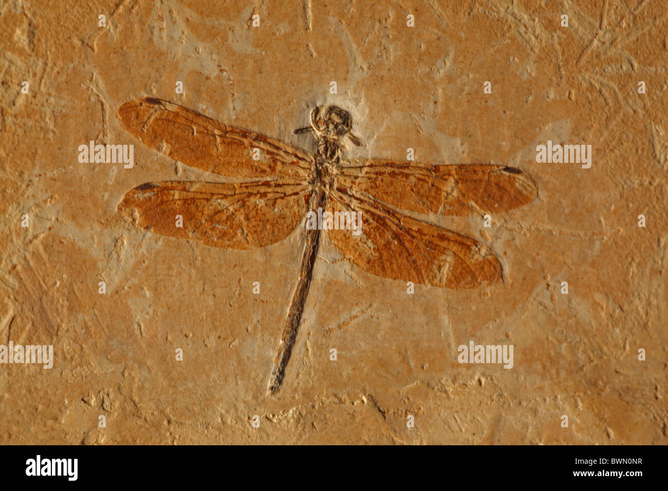 Fossilen Libelle - Cordulagomphus Fenestratus - Unterkreide - Brasilien - 125 Millionen Jahre alt - Araripe-Becken Stockfoto