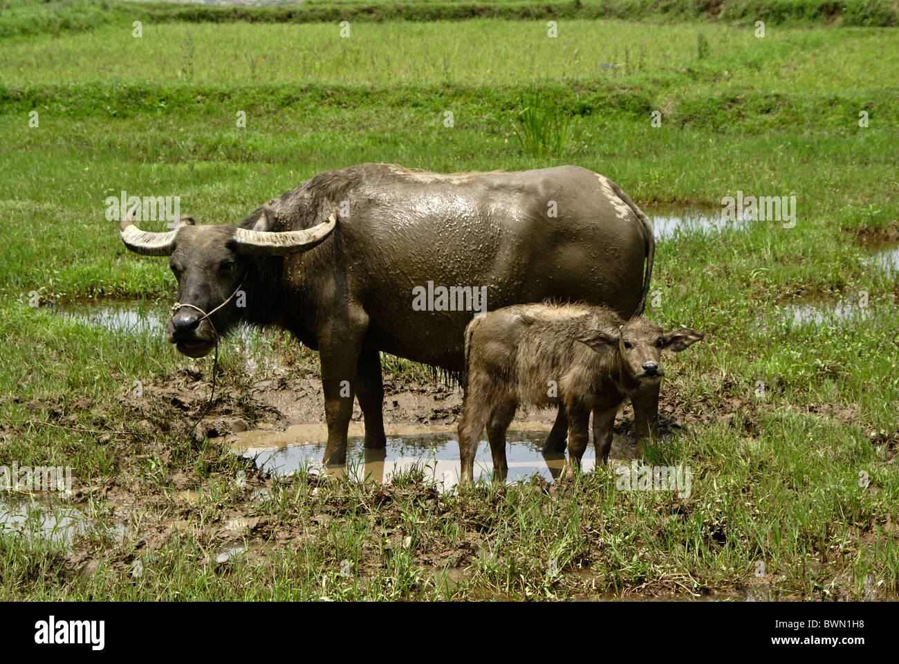 Wasserbüffel mit Kalb, China Stockfoto