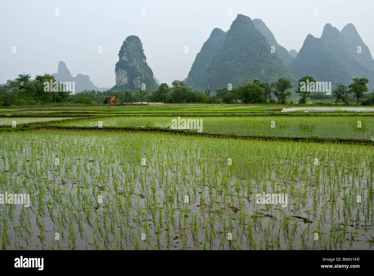 Reisfelder und Karstlandschaft der Guangxi, China Stockfoto