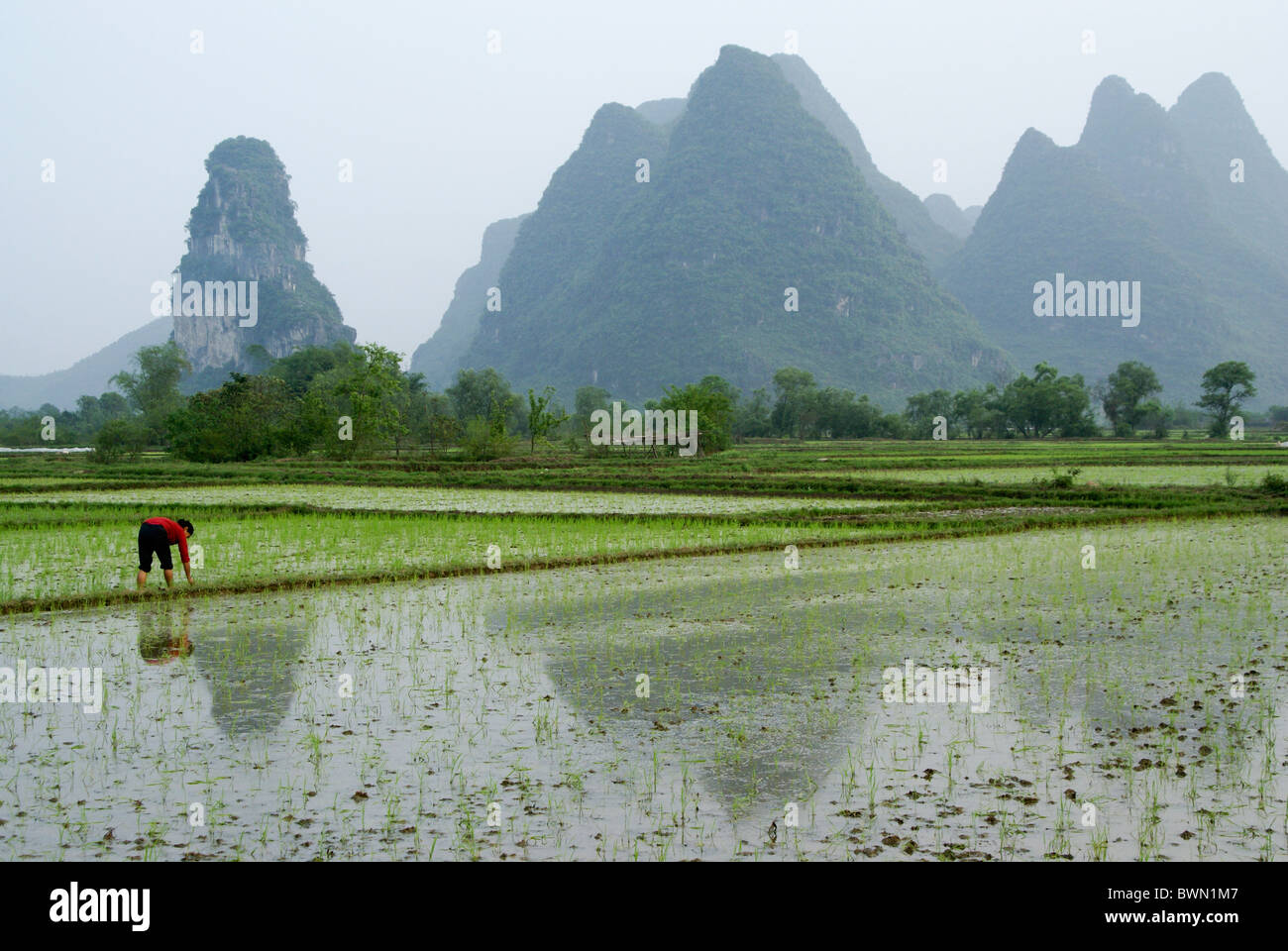 Reisfelder und Karstlandschaft der Guangxi, China Stockfoto