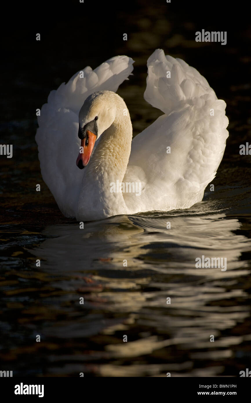 Schwan (Cygnus Olor) UK - Straßenmusik Display zeigt stumm Stockfoto