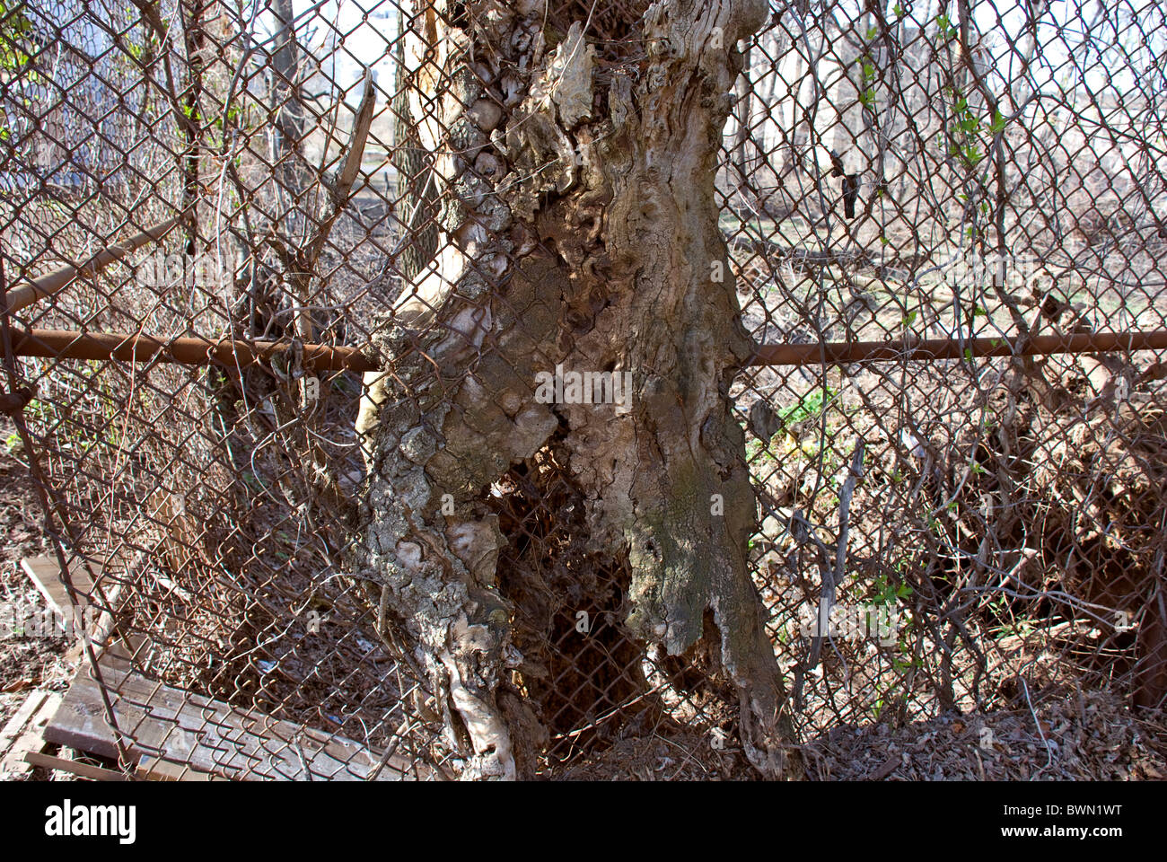 Eine aufgespießte alten Baumstamm in einem Maschendrahtzaun gewachsen, das aussieht wie ein torso Stockfoto
