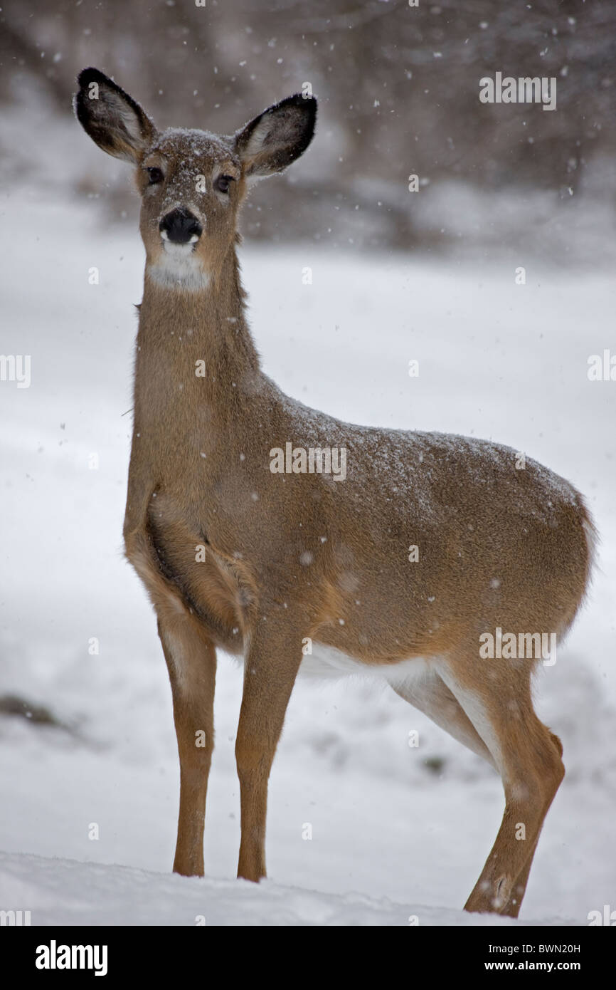 White-tailed Deer Odocoileus Virginianus New York Doe Stockfoto